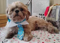 Puppy - Papa Bear 💝, a male Shih Tzu for sale in Houston, TX – 3 of 10