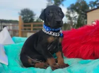Dustin, a male Doberman Pinscher for sale in Beaumont, TX – 1 of 7