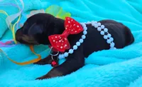 Ladybug 🐞, a female Doberman Pinscher for sale in Beaumont, TX – 2 of 7