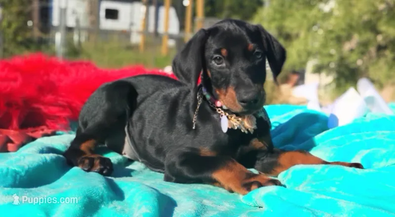 Ladylove – Doberman Pinscher puppy for sale in Beaumont, TX