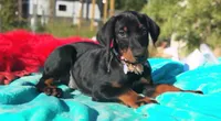 Ladylove, a female Doberman Pinscher for sale in Beaumont, TX – 1 of 10
