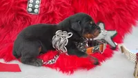 AKC Champion Bloodline -Puppy Alexander , a male Doberman Pinscher for sale in Beaumont, TX – 5 of 7