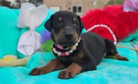 Summer, a female Doberman Pinscher for sale in Beaumont, TX – 3 of 9