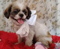 Full AKC  Puppy Oreo, a male Shih Tzu for sale in Houston, TX – 7 of 10