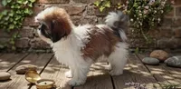 AKC Jax, a male Shih Tzu for sale in Houston, TX – 6 of 6