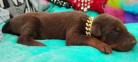 Luciano , a male Doberman Pinscher for sale in Beaumont, TX – 1 of 10