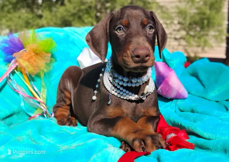  Ginger  – Doberman Pinscher puppy for sale in Beaumont, TX