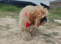 Mikey , a male Shih Tzu for sale in Beaumont, TX – 4 of 10