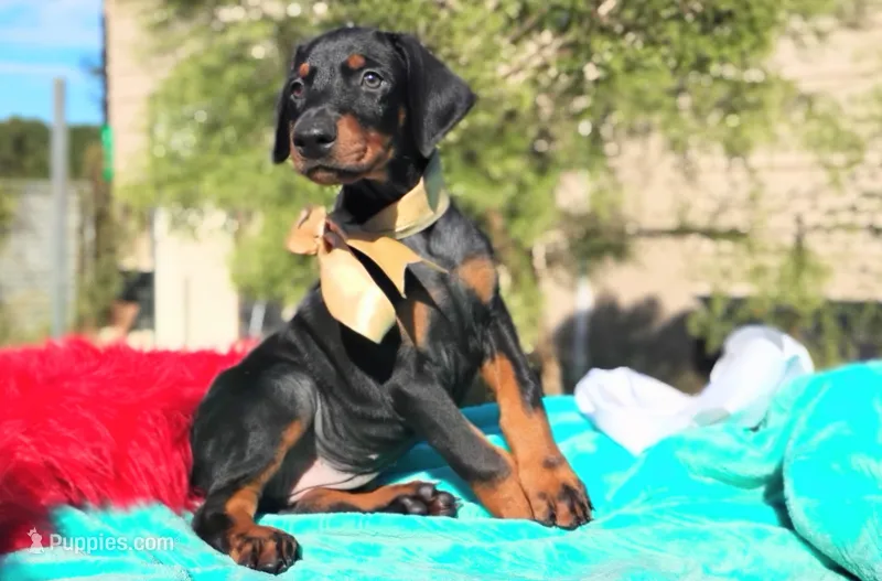 Liliana  – Doberman Pinscher puppy for sale in Beaumont, TX