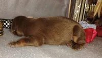AKC Champion Bloodline - Lady Love , a female Doberman Pinscher for sale in Beaumont, TX – 7 of 8