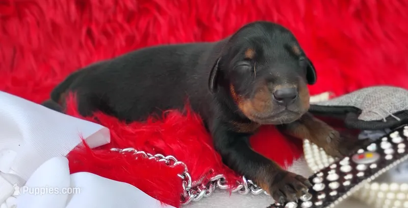 AKC Champion Bloodline - Puppy Oliver  – Doberman Pinscher puppy for sale in Beaumont, TX