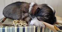 Havashu pup- Little twinkle, a male Havanese and Shih Tzu for sale in Houston, TX – 10 of 10