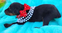 Ladybug 🐞, a female Doberman Pinscher for sale in Beaumont, TX – 3 of 7