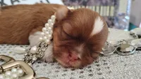 Havashu - Murdock, a male Havanese and Shih Tzu for sale in Houston, TX – 4 of 10