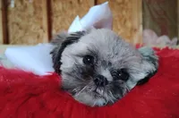 Akc full rights -Silver Belle, a female Shih Tzu for sale in Houston, TX – 10 of 10