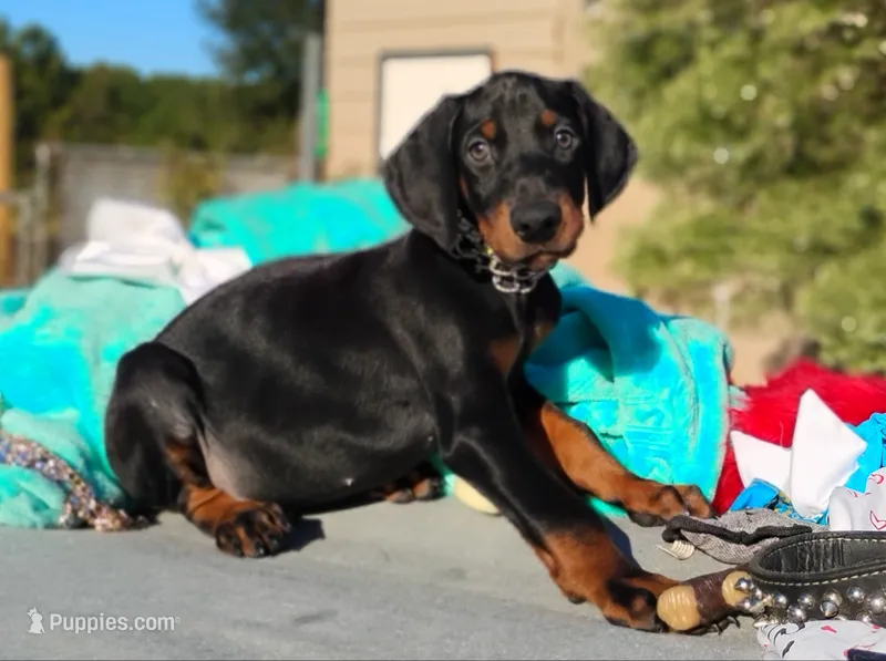 Noah – Doberman Pinscher puppy for sale in Beaumont, TX