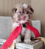 Havashu - Benji, a male Havanese and Shih Tzu for sale in Houston, TX – 3 of 10