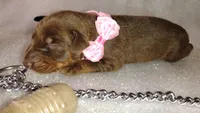 AKC Champion Bloodline - Puppy Ruby Red, a female Doberman Pinscher for sale in Beaumont, TX – 3 of 4