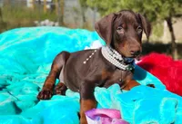  Ginger , a female Doberman Pinscher for sale in Beaumont, TX – 6 of 6