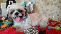 Full Akc -, a male Shih Tzu for sale in Houston, TX – 6 of 10