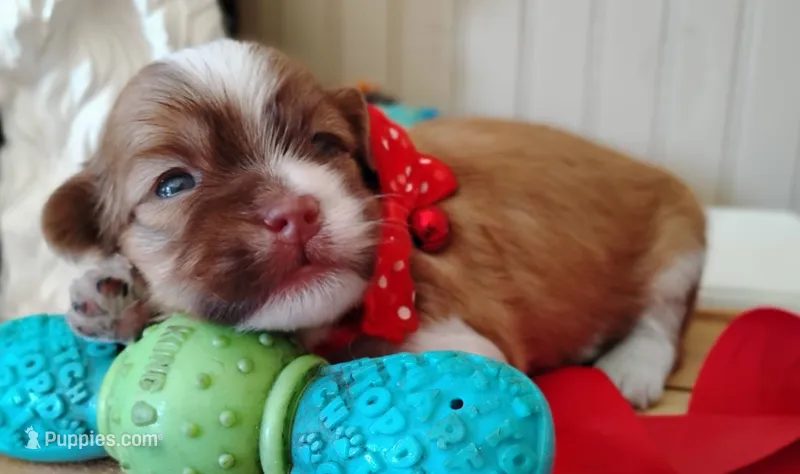 Havashu - My Lil Honey Bear 🐻 – Havanese, Shih Tzu puppy for sale in Houston, TX