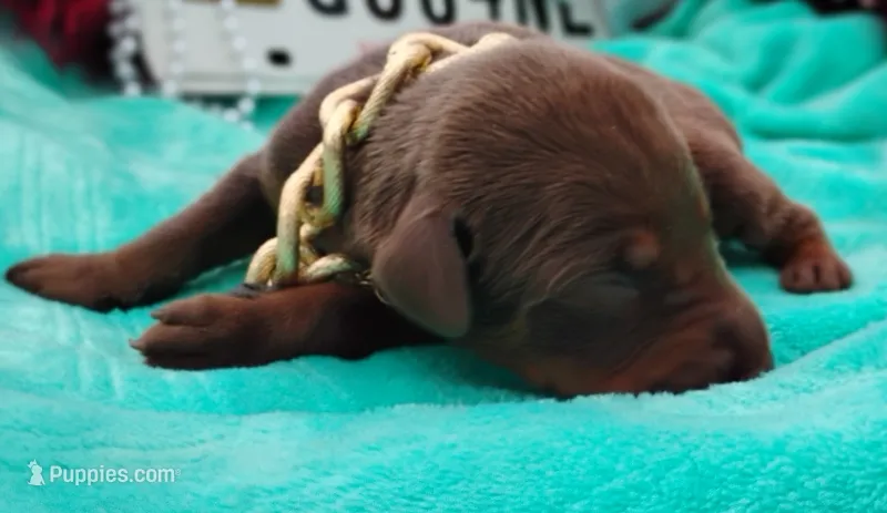 Bronzon  – Doberman Pinscher puppy for sale in Beaumont, TX