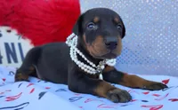 AKC Champion Bloodline -Eagles Paws puppy Ladylove , a female Doberman Pinscher for sale in Beaumont, TX – 3 of 7