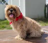 Mikey , a male Shih Tzu for sale in Beaumont, TX – 3 of 10