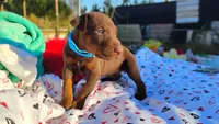 Charlie , a male Doberman Pinscher for sale in Beaumont, TX – 3 of 4