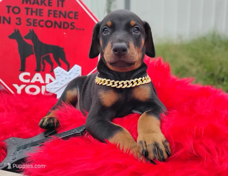 Blackjack – Doberman Pinscher puppy for sale in Beaumont, TX