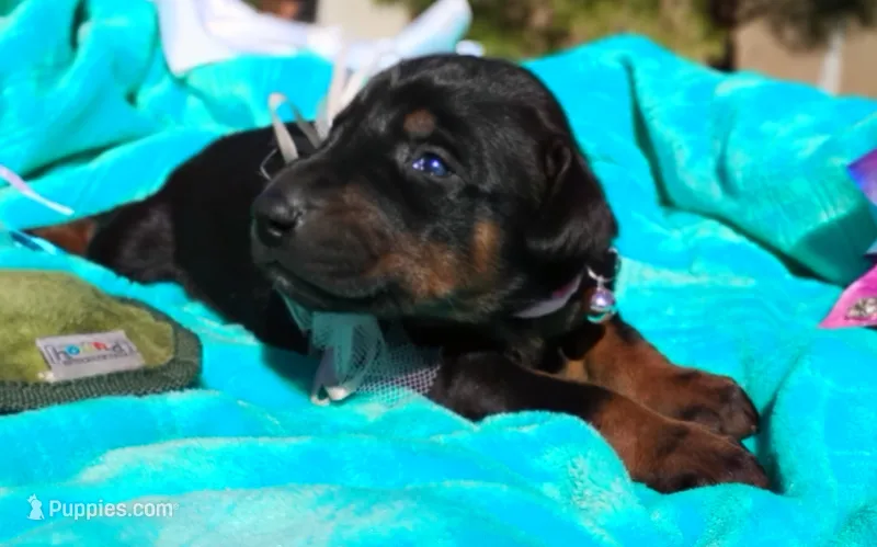 Sophia  – Doberman Pinscher puppy for sale in Beaumont, TX
