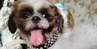 Full AKC  Shih Tzu, a male Shih Tzu for sale in Houston, TX – 8 of 10
