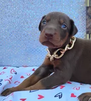 AKC Champion Bloodline - Ginger , a female Doberman Pinscher for sale in Beaumont, TX – 6 of 10