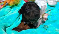 Sophia , a female Doberman Pinscher for sale in Beaumont, TX – 6 of 8