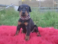 AKC Champion Bloodline -  Storm, a male Doberman Pinscher for sale in Beaumont, TX – 2 of 9