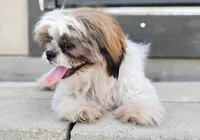 Benji , a male Shih Tzu for sale in Houston, TX – 4 of 4