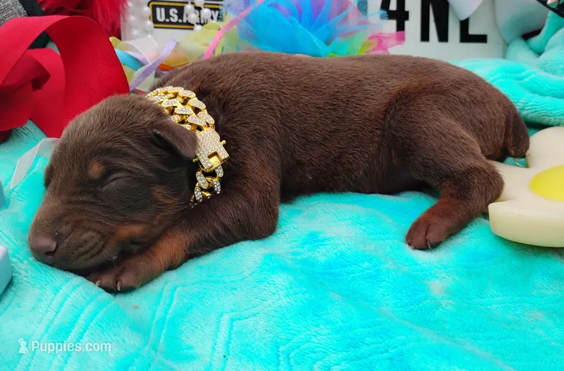 Luciano – Doberman Pinscher puppy for sale in Beaumont, TX