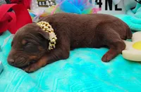 Luciano , a male Doberman Pinscher for sale in Beaumont, TX – 3 of 10