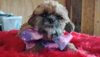 Akc full rights Little BEAR, a female Shih Tzu for sale in Houston, TX – 9 of 10