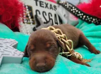 Bronzon , a male Doberman Pinscher for sale in Beaumont, TX – 4 of 7