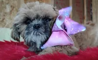 Akc full rights Little BEAR, a female Shih Tzu for sale in Houston, TX – 3 of 10