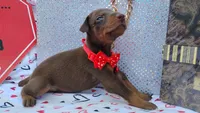 AKC Champion Bloodline -  Ruby Red, a female Doberman Pinscher for sale in Beaumont, TX – 2 of 9