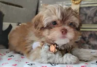 Last one !!!! Havashu - Murdock, a male Havanese and Shih Tzu for sale in Houston, TX – 2 of 8
