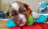 Havashu - Benji, a male Havanese and Shih Tzu for sale in Houston, TX – 4 of 9