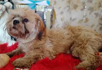Full AKC -Male Shih Tzu, a male Shih Tzu for sale in Houston, TX – 6 of 8