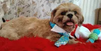 Full AKC Mighty Papa Bear, a male Shih Tzu for sale in Houston, TX – 4 of 10