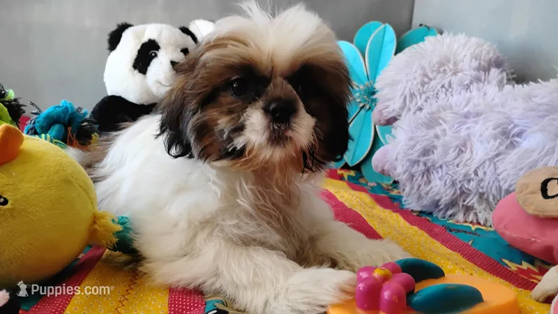 Akc Oliver – Shih Tzu puppy for sale in Houston, TX