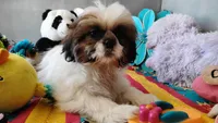 Akc Oliver, a male Shih Tzu for sale in Houston, TX – 1 of 5