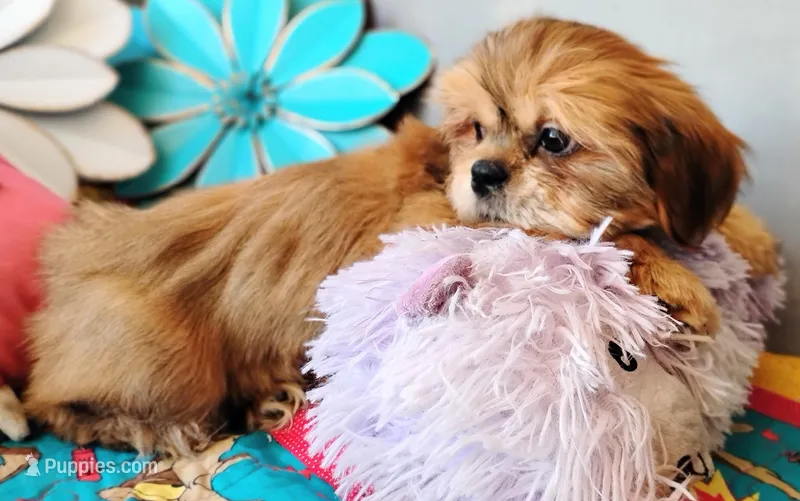 Full AKC Mighty Papa Bear – Shih Tzu puppy for sale in Houston, TX