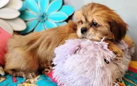 AKC Beau, a male Shih Tzu for sale in Chandler, AZ – 2 of 5